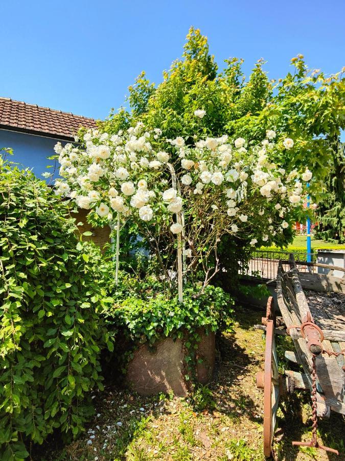 Вилла Au Coeur De L'Alsace Эшау Экстерьер фото